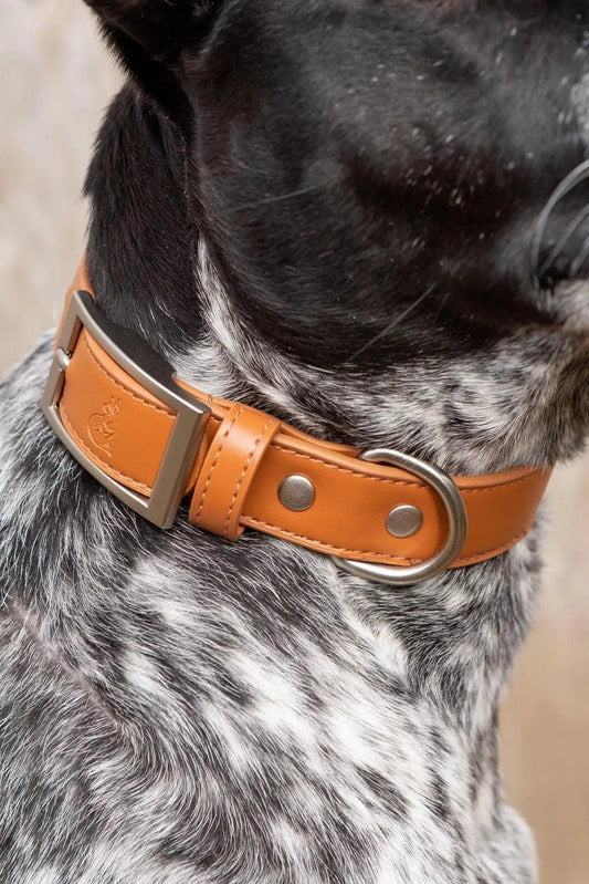 Sierra Sunrise Vegan Leather Dog Collar-1