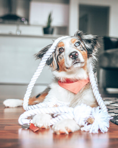 PARTY BANDANA